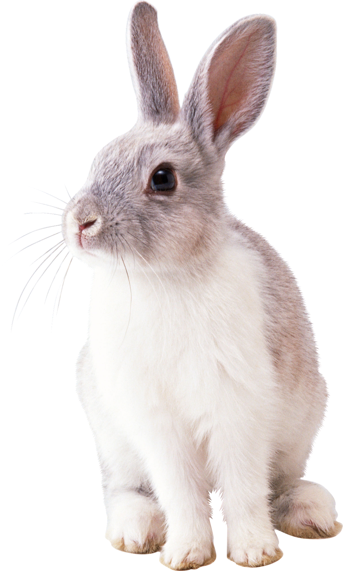 rabbit-2649157_1920 1